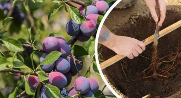 Jak zasadit a pěstovat švestku?